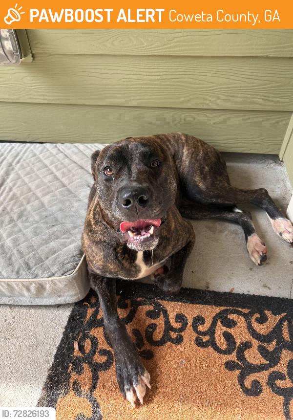 Found/Stray Female Dog last seen Alex Stephens road , Coweta County, GA 30259