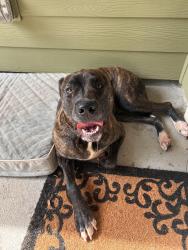 Found/Stray Female Dog last seen Alex Stephens road , Coweta County, GA 30259