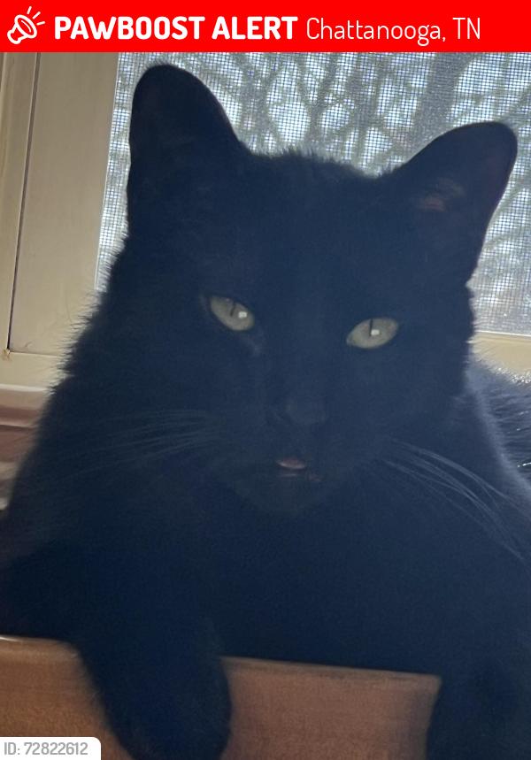 Lost Male Cat last seen Windstone/Westview end of Fuller Road, Chattanooga, TN 37421