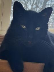 Lost Male Cat last seen Windstone/Westview end of Fuller Road, Chattanooga, TN 37421