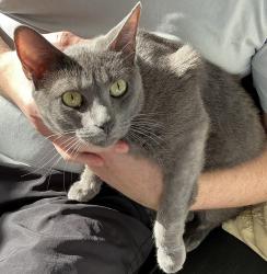 Lost Male Cat last seen Dobbin and Devane, near raeford rd in Haymount , Fayetteville, NC 28305