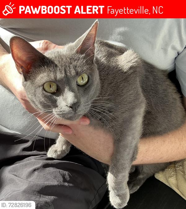 Lost Male Cat last seen Dobbin and Devane, near raeford rd in Haymount , Fayetteville, NC 28305