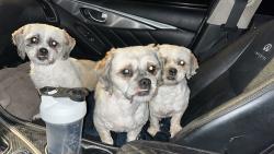 Lost Female Dog last seen Tracy , Tracy, CA 95376