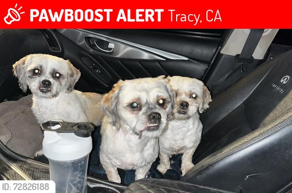 Lost Female Dog last seen Tracy , Tracy, CA 95376