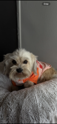 Lost Female Dog last seen Hatchway & Aranbe , Compton, CA 90222