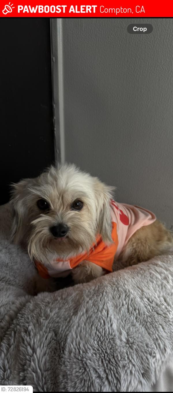Lost Female Dog last seen Hatchway & Aranbe , Compton, CA 90222