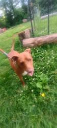 Found/Stray Male Dog last seen Maryville Pike and Sims Rd., Knoxville, TN 37920