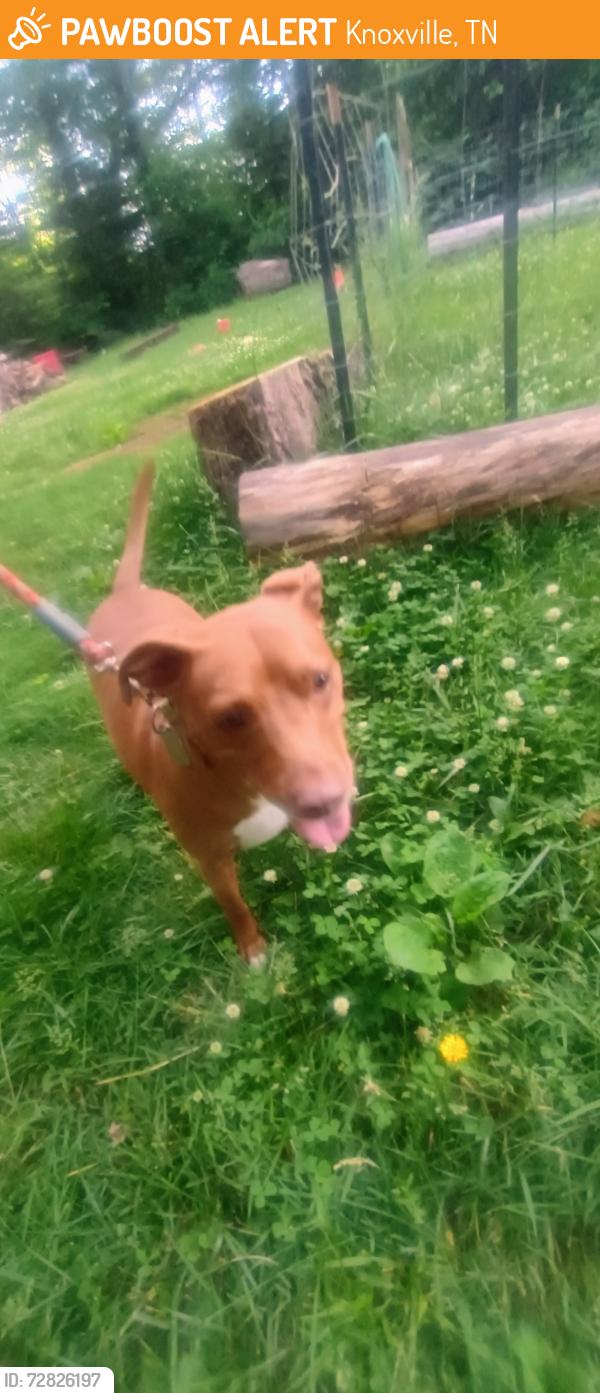 Found/Stray Male Dog last seen Maryville Pike and Sims Rd., Knoxville, TN 37920
