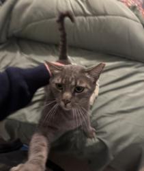 Lost Male Cat last seen On friendsway drive, Fort Worth, TX 76137