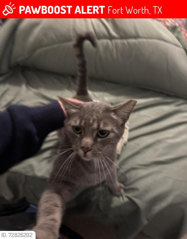 Lost Male Cat last seen On friendsway drive, Fort Worth, TX 76137