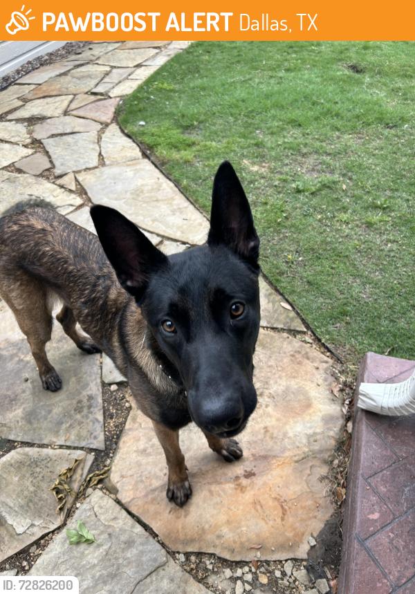 Found/Stray Male Dog last seen Davila Dr and Lenel Pl, Dallas, TX 75220