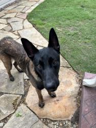 Found/Stray Male Dog last seen Davila Dr and Lenel Pl, Dallas, TX 75220