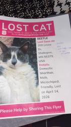 Lost Male Cat last seen yummy bites, Shakopee, MN 55379
