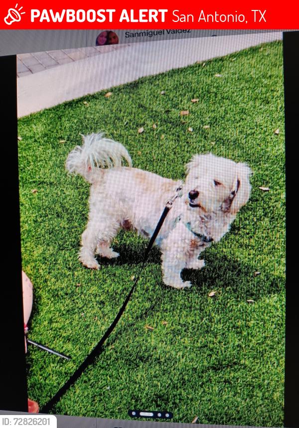 Lost Male Dog last seen Camp st and S. Laredo st, San Antonio, TX 78204