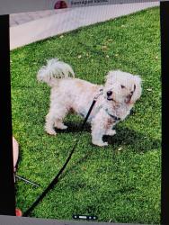 Lost Male Dog last seen Camp st and S. Laredo st, San Antonio, TX 78204