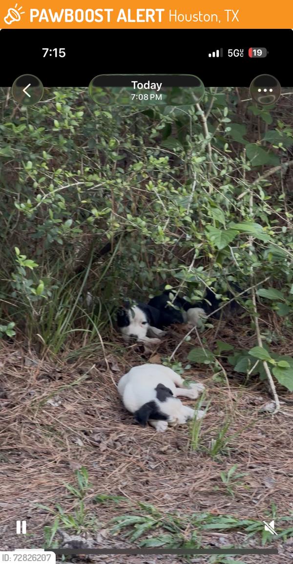 Found/Stray Unknown Dog last seen Near Aldine Westfield Rd Houston, TX 77093 United States, Houston, TX 77093