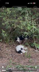 Found/Stray Unknown Dog last seen Near Aldine Westfield Rd Houston, TX 77093 United States, Houston, TX 77093