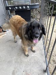 Lost Male Dog last seen Green mountain , Lakewood, CO 80226