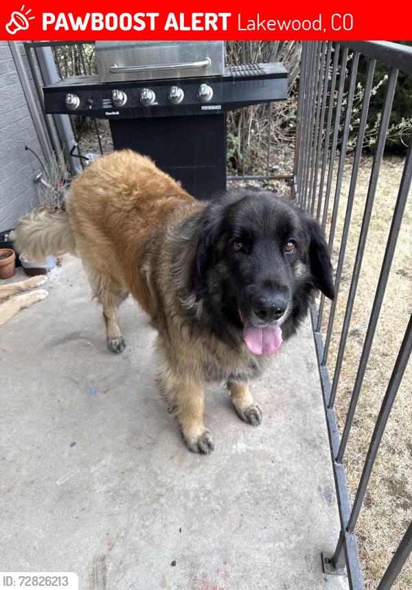 Lost Male Dog last seen Green mountain , Lakewood, CO 80226