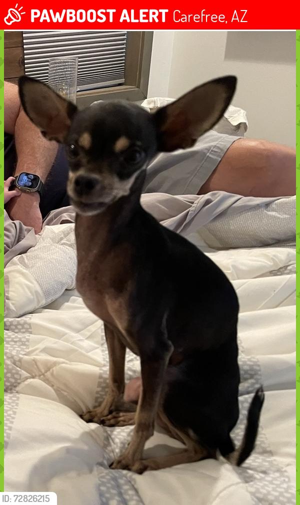 Lost Female Dog last seen Tom Darlington/ Meander Way, Carefree, AZ 85377