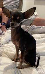 Lost Female Dog last seen Tom Darlington/ Meander Way, Carefree, AZ 85377