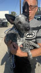 Found/Stray Female Dog last seen Near PCH #55, Hermosa Beach, CA 90254