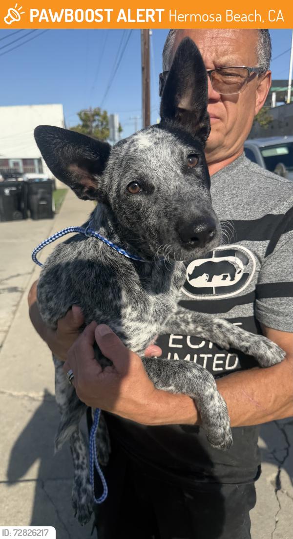 Found/Stray Female Dog last seen Near PCH #55, Hermosa Beach, CA 90254