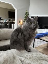 Lost Male Cat last seen E 145th & E 36th St, Tulsa, OK 74116