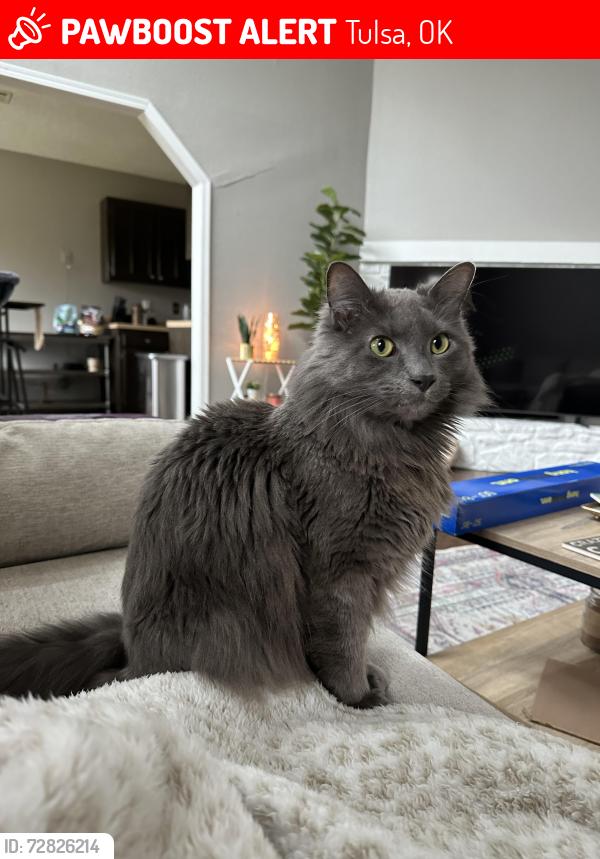 Lost Male Cat last seen E 145th & E 36th St, Tulsa, OK 74116