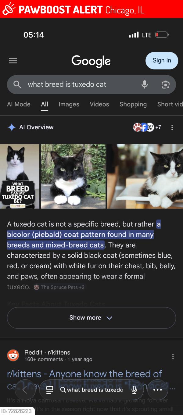 Lost Male Cat last seen Keeler Fullerton , Chicago, IL 60647