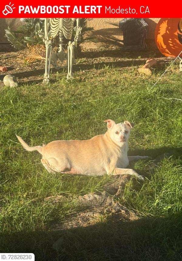 Lost Male Dog last seen Pelandale and Bangs , Modesto, CA 95356
