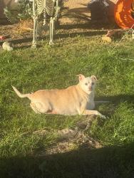 Lost Male Dog last seen Pelandale and Bangs , Modesto, CA 95356