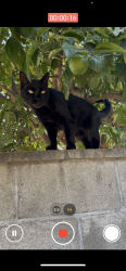 Lost Male Cat last seen Lorelei Ave & Candlewood St. , Lakewood, CA 90712