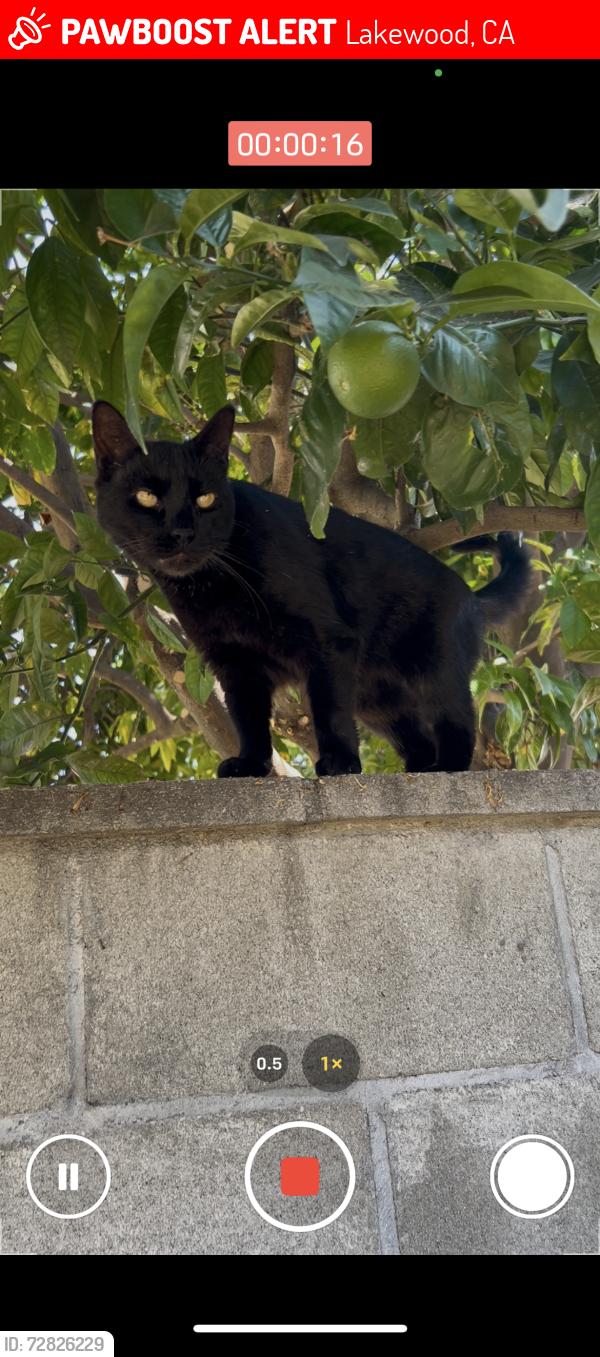 Lost Male Cat last seen Lorelei Ave & Candlewood St. , Lakewood, CA 90712