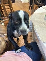 Found/Stray Female Dog last seen Colonial Pointe Apts (used to Cedarwood Apts), Columbia, SC 29209