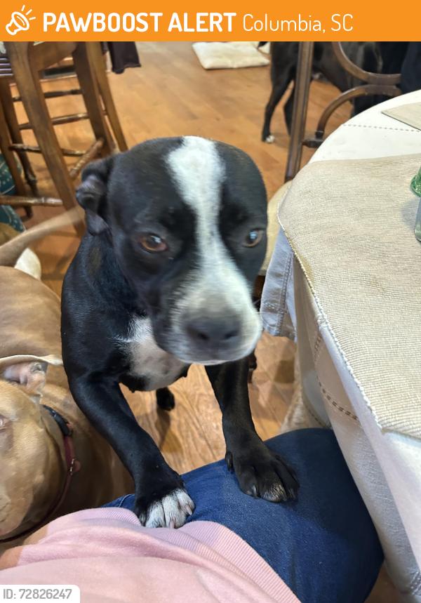 Found/Stray Female Dog last seen Colonial Pointe Apts (used to Cedarwood Apts), Columbia, SC 29209