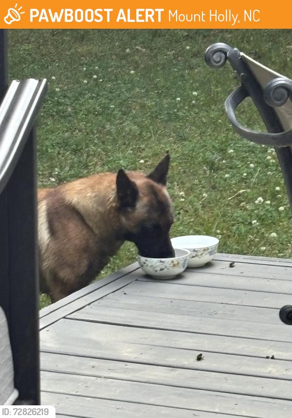 Found/Stray Male Dog last seen Near Thatcher Place, Mt Holly , Mount Holly, NC 28120