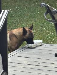 Found/Stray Male Dog last seen Near Thatcher Place, Mt Holly , Mount Holly, NC 28120