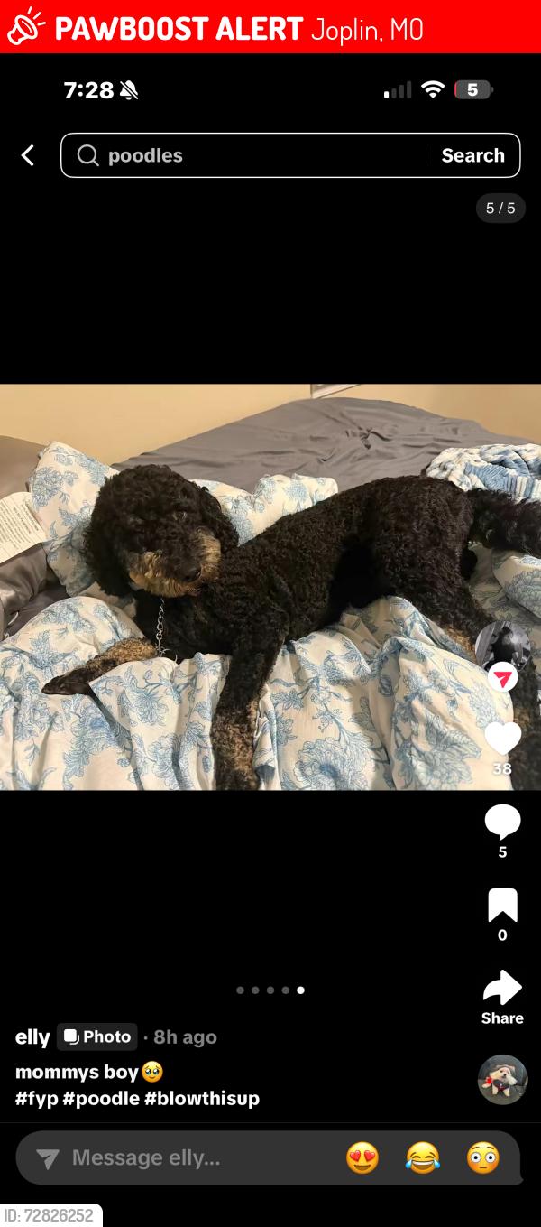 Lost Male Dog last seen joplin mo , Joplin, MO 64801