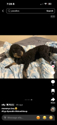 Lost Male Dog last seen joplin mo , Joplin, MO 64801