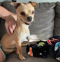 Found/Stray Male Dog last seen Five Star Pizza Clearwater S Myrtle & Jeffords St, Clearwater, FL 33756