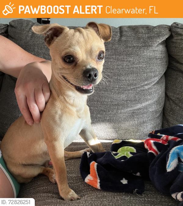 Found/Stray Male Dog last seen Five Star Pizza Clearwater S Myrtle & Jeffords St, Clearwater, FL 33756