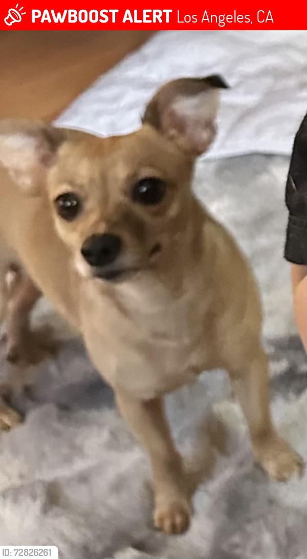 Lost Female Dog last seen Olympic , Los Angeles, CA 90022