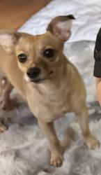 Lost Female Dog last seen Olympic , Los Angeles, CA 90022