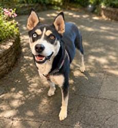 Shelter Stray Female Dog last seen , Chatsworth, CA 91311