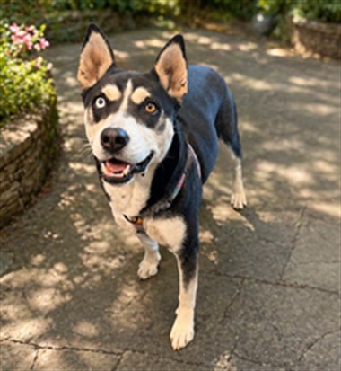 Shelter Stray Female Dog last seen , Chatsworth, CA 91311