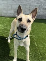 Shelter Stray Female Dog last seen , Los Angeles, CA 90031