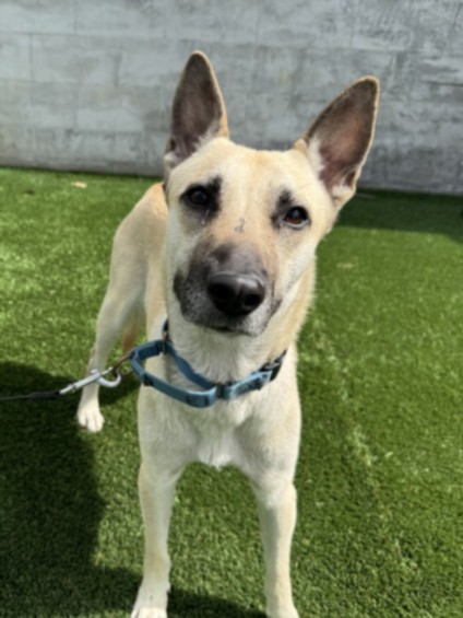 Shelter Stray Female Dog last seen , Los Angeles, CA 90031