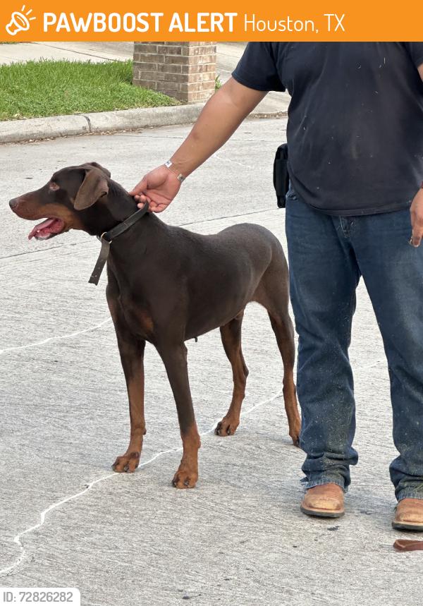Found/Stray Male Dog last seen Hillingdale Ln, Houston, TX 77070
