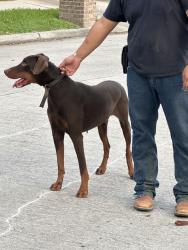 Found/Stray Male Dog last seen Hillingdale Ln, Houston, TX 77070